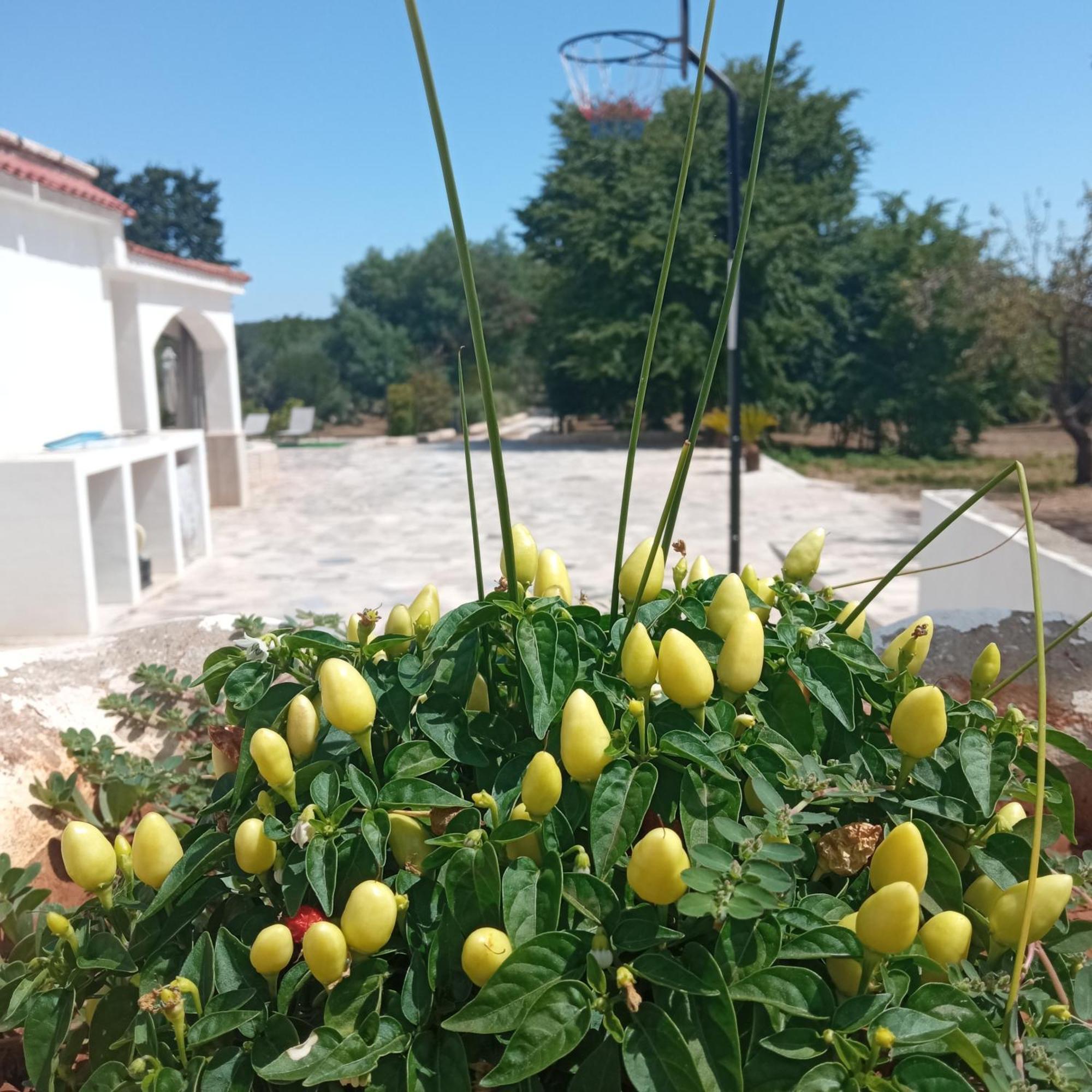 Villa Il Leccio - Trulli تْشيستيرنِنو المظهر الخارجي الصورة