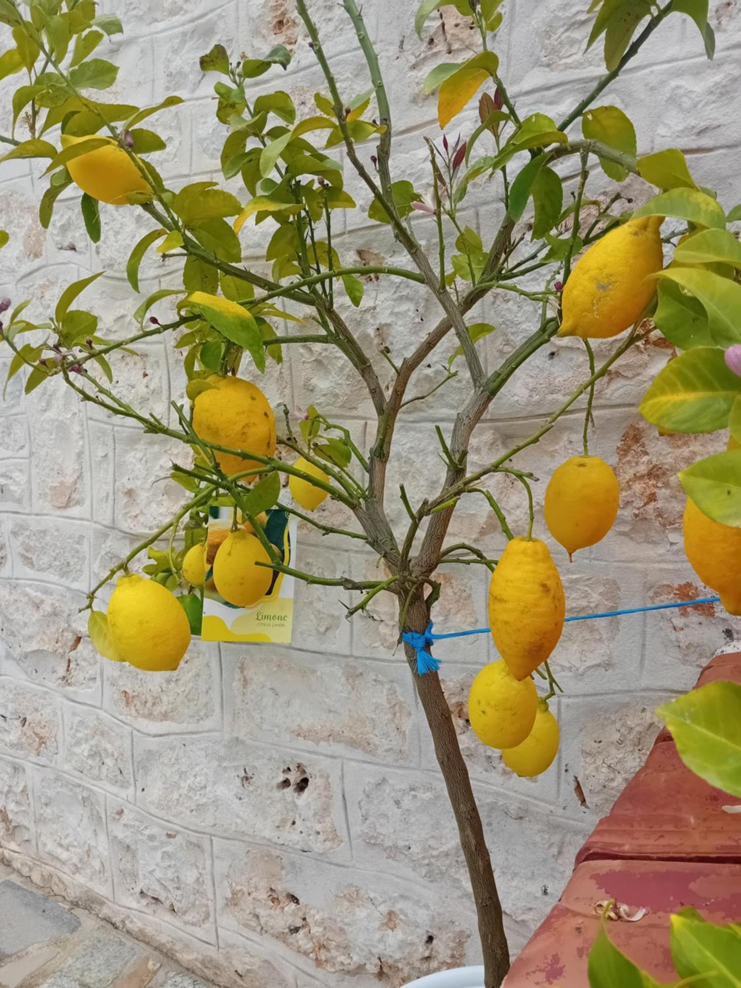 Villa Il Leccio - Trulli تْشيستيرنِنو المظهر الخارجي الصورة