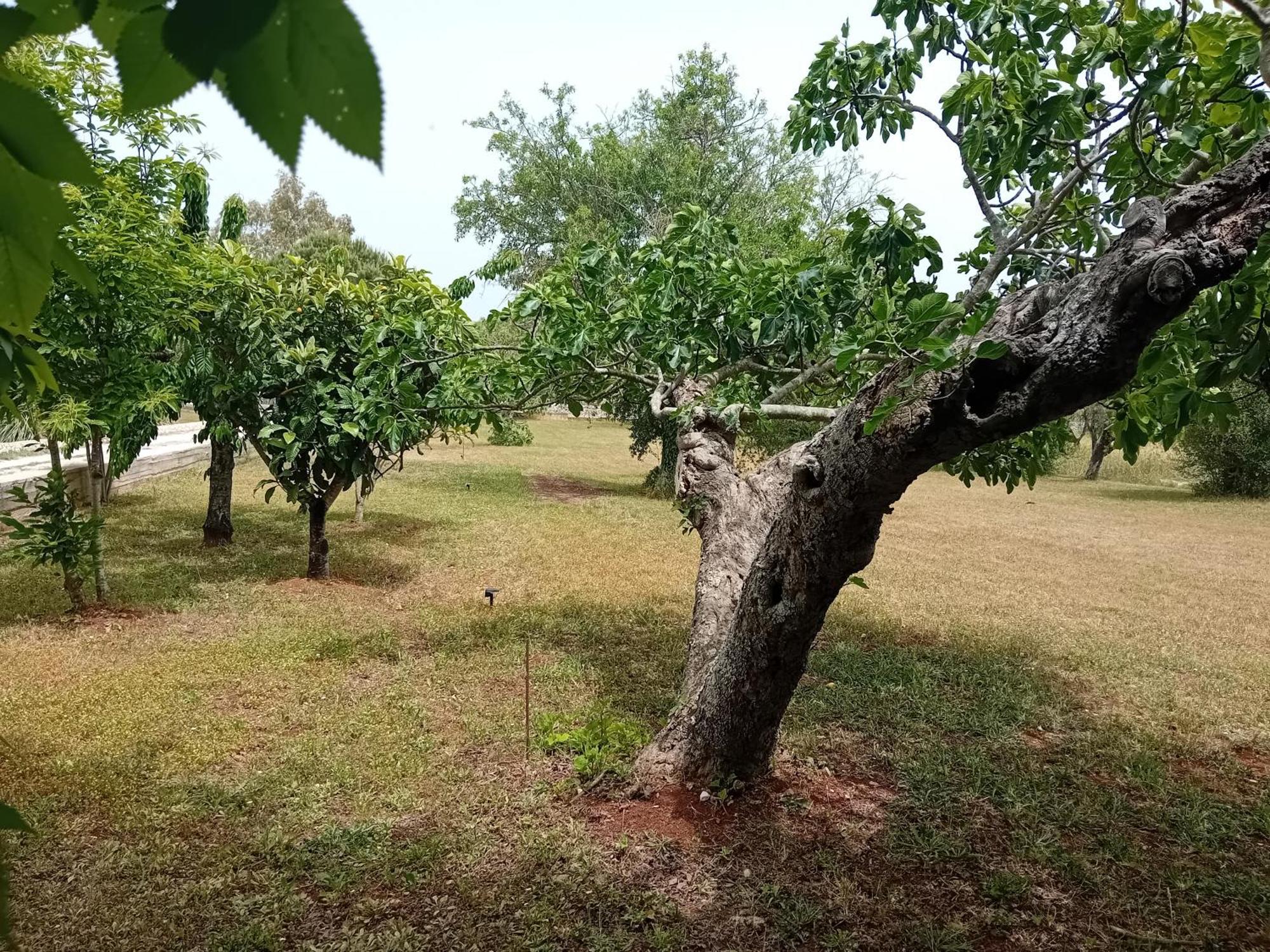 Villa Il Leccio - Trulli تْشيستيرنِنو المظهر الخارجي الصورة